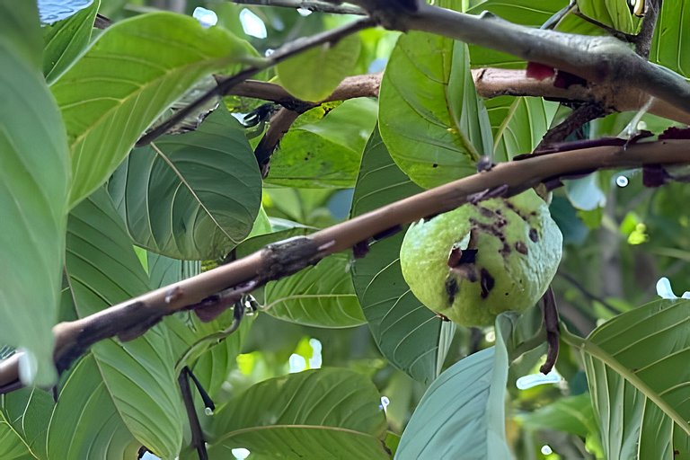 300m Praia, Ar, Piscina Aquecida, Churrasqueira